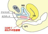 ポルチオ図解